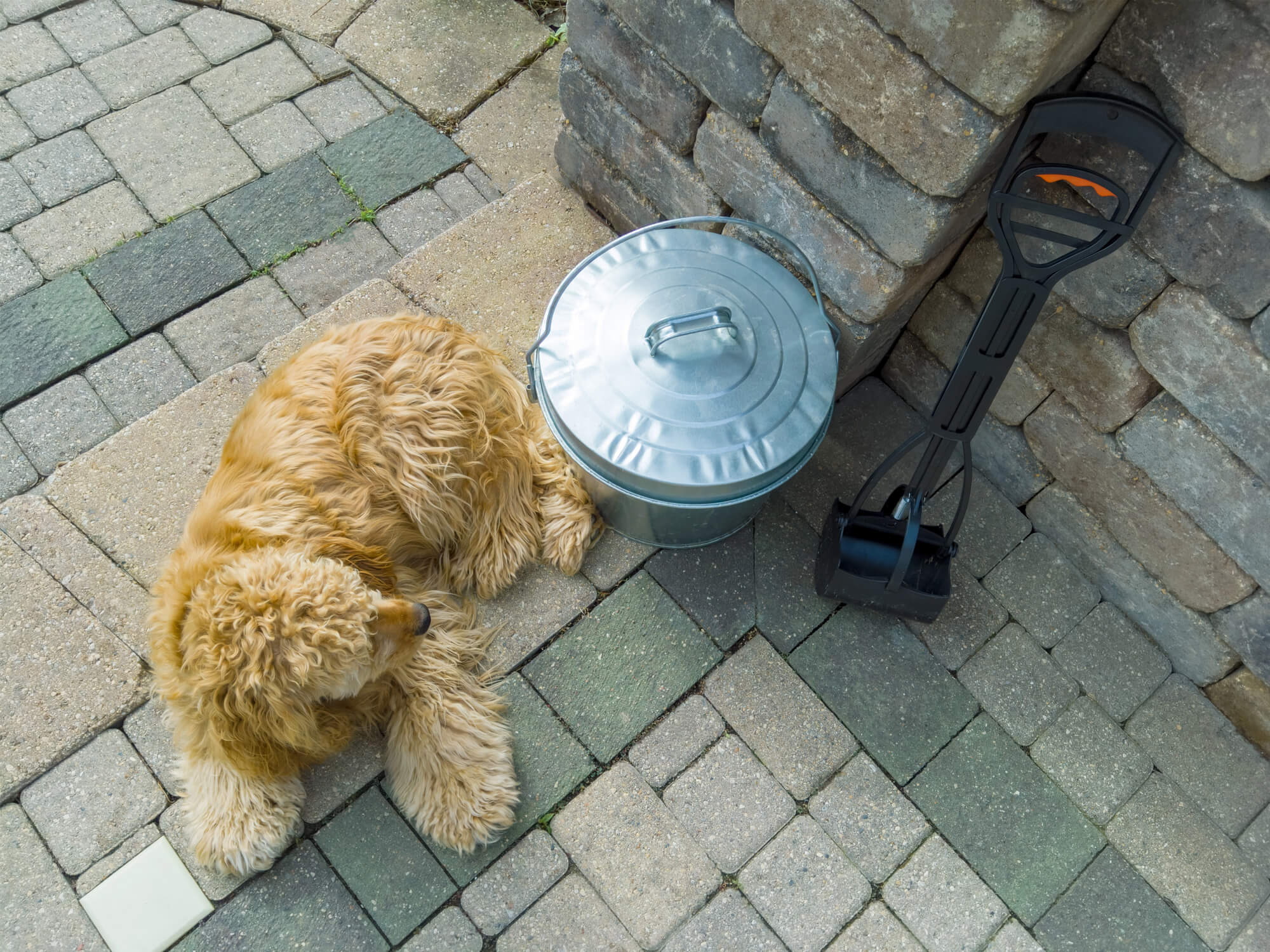 The Complete Guide to Pet Waste Removal Franchise Opportunities: Investment Potential and Industry Forecast