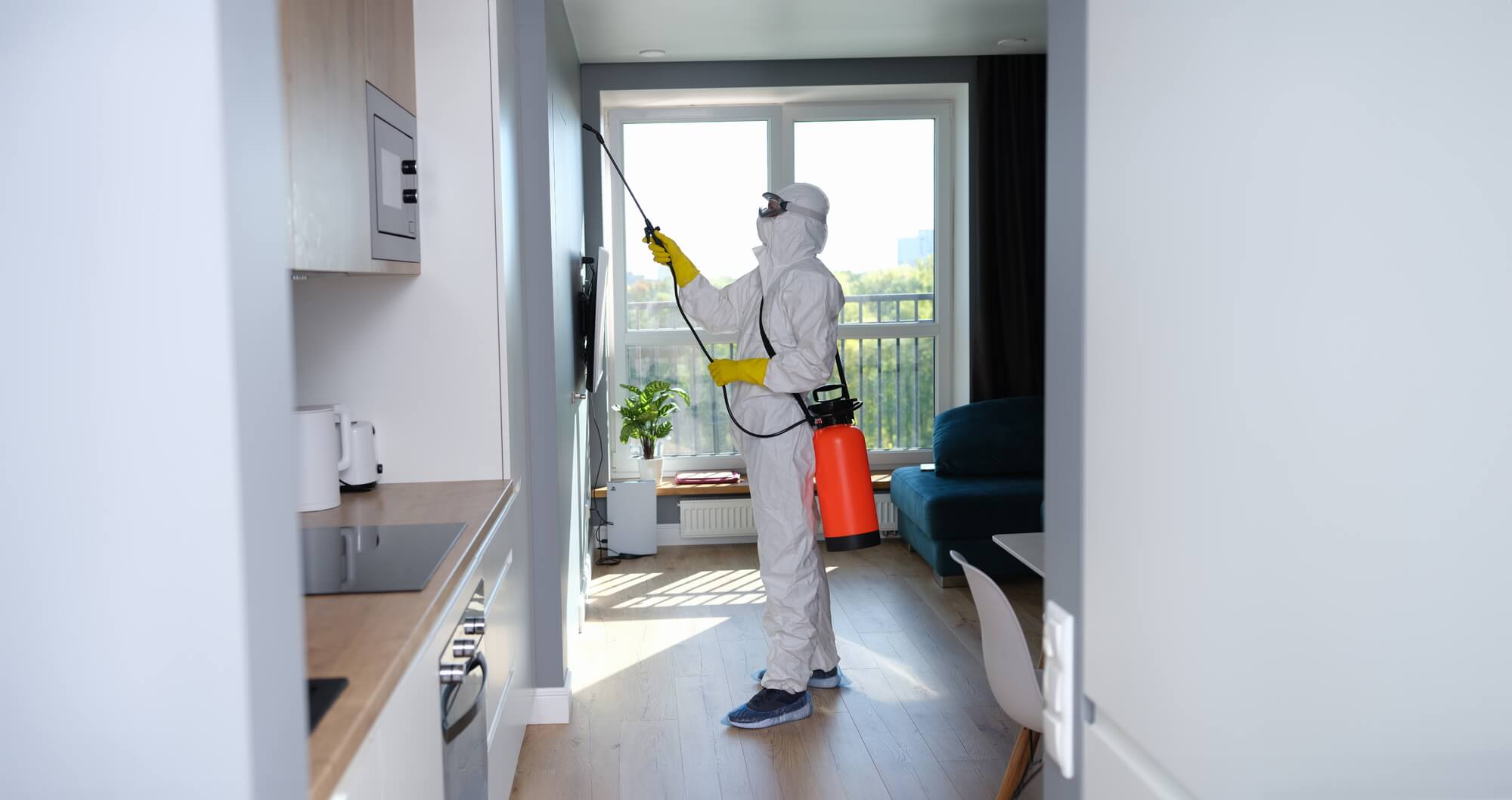 The Complete Guide to Termite Control Franchise Opportunities: Investment Potential and Industry Forecast